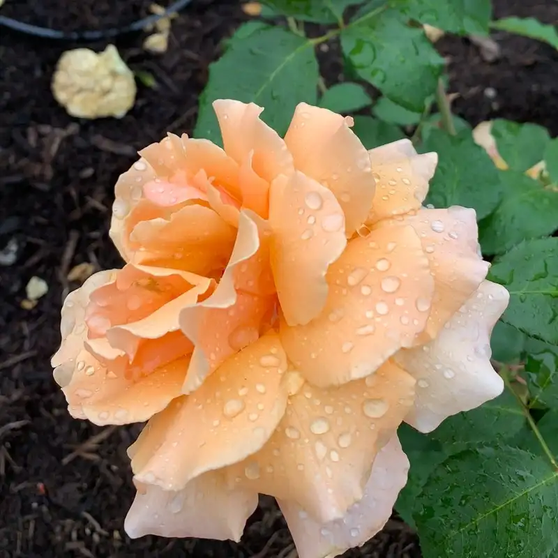 Just Joey Hybrid Tea Rose - Image 4