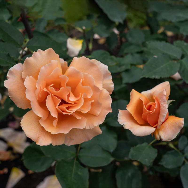 Just Joey Hybrid Tea Rose - Image 5