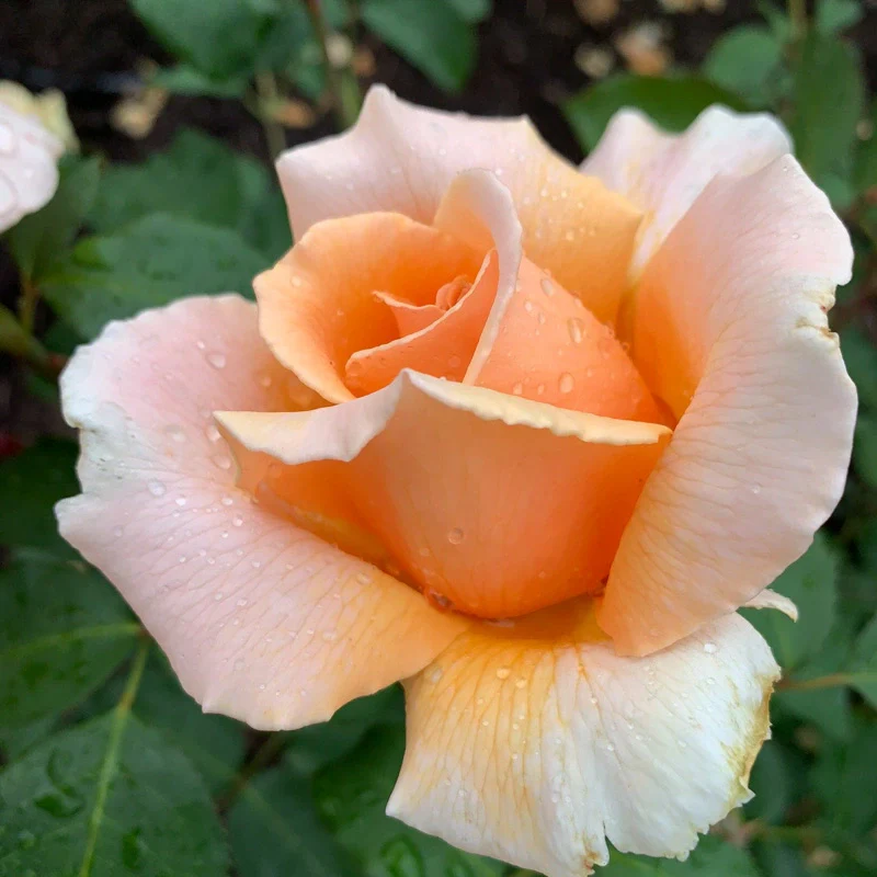 Just Joey Hybrid Tea Rose - Image 6