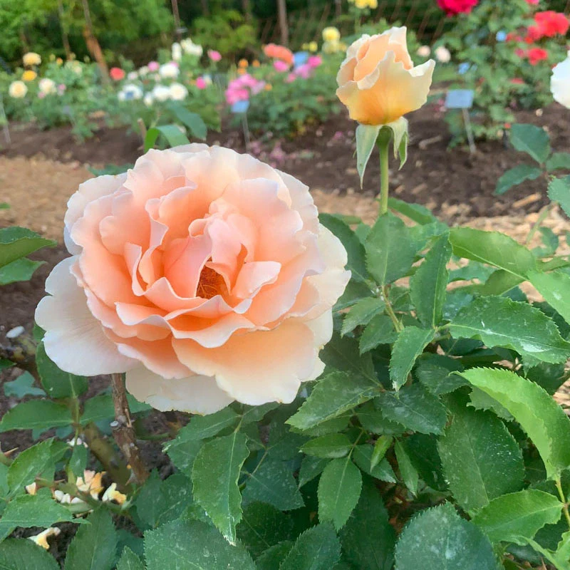 Just Joey Hybrid Tea Rose - Image 7