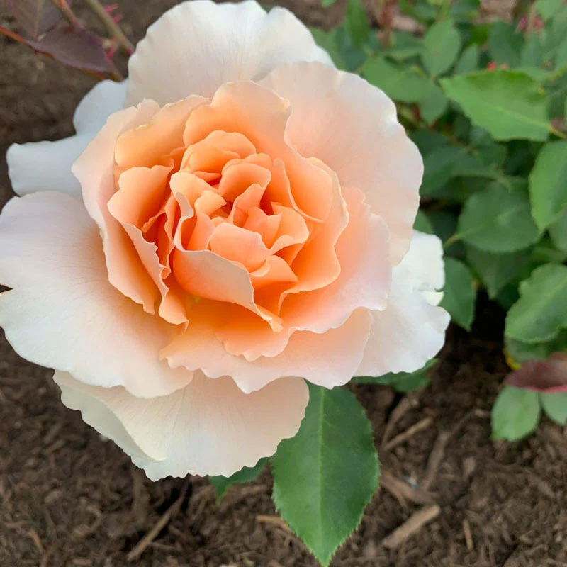 Just Joey Hybrid Tea Rose - Image 8