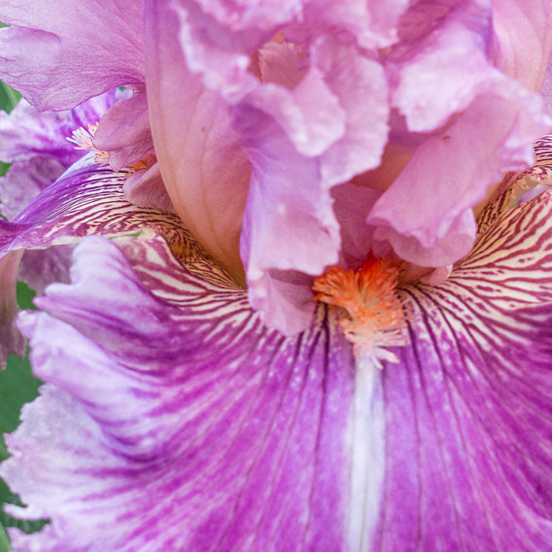 Just Witchery Bearded Iris - Image 2