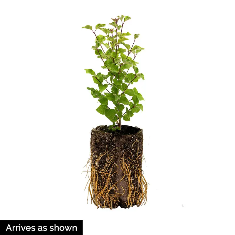 Federico García Lorca Lilac - Image 4