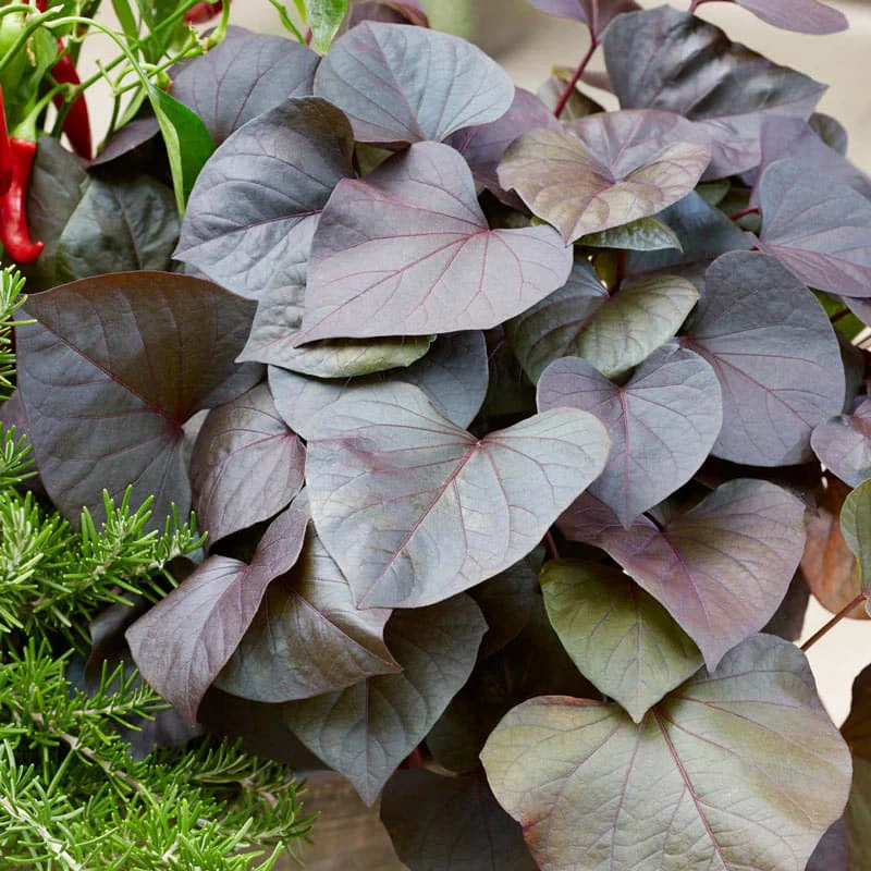 Treasure Island Kaukura Sweet Potato Vine - Image 2