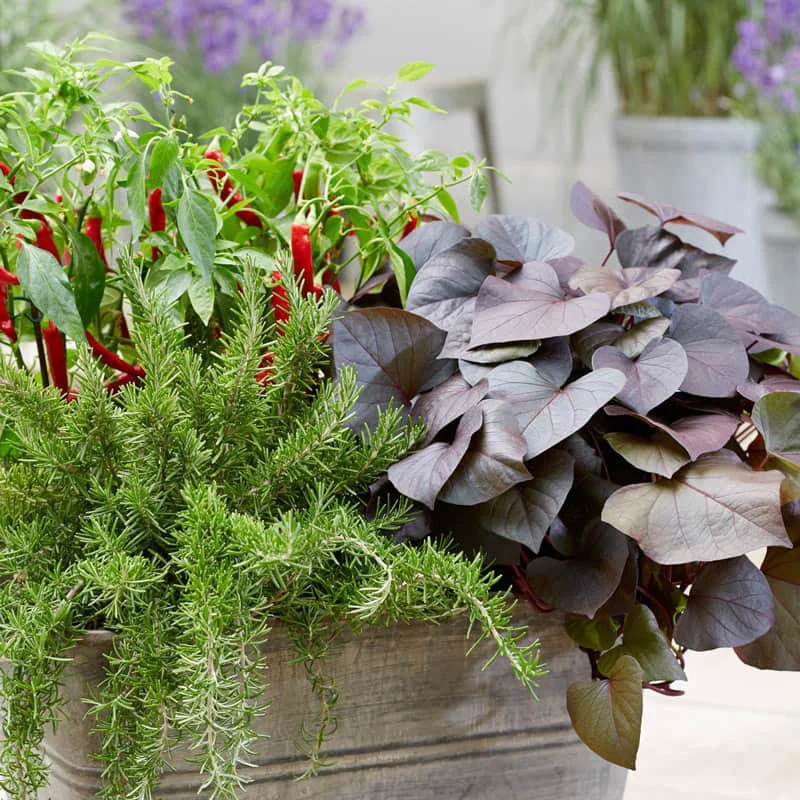 Treasure Island Kaukura Sweet Potato Vine - Image 3