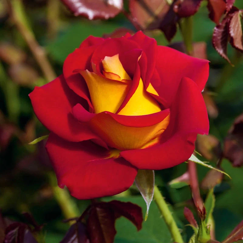Ketchup And Mustard ™ Floribunda Rose