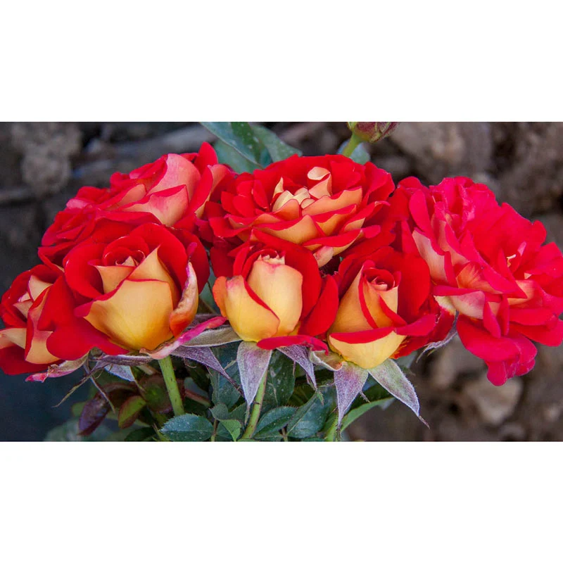 Ketchup And Mustard ™ Floribunda Rose - Image 3