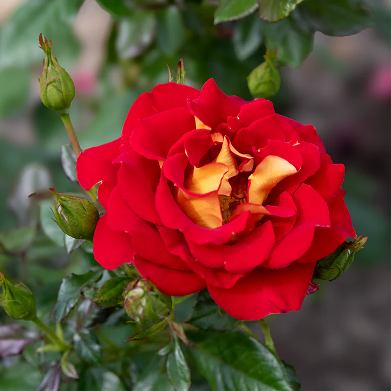 Ketchup And Mustard ™ Floribunda Rose - Image 4