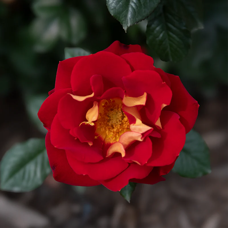 Ketchup And Mustard ™ Floribunda Rose - Image 5