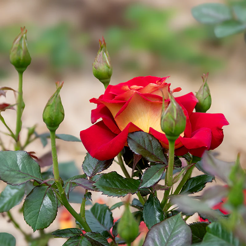 Ketchup And Mustard ™ Floribunda Rose - Image 6