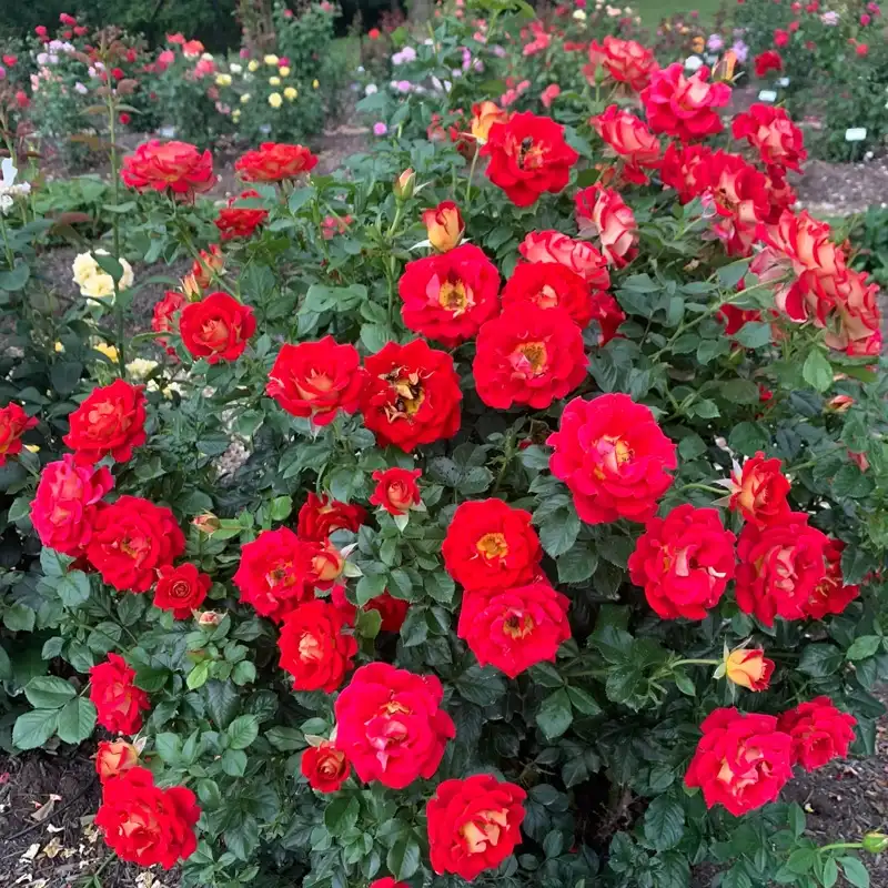 Ketchup And Mustard ™ Floribunda Rose - Image 8