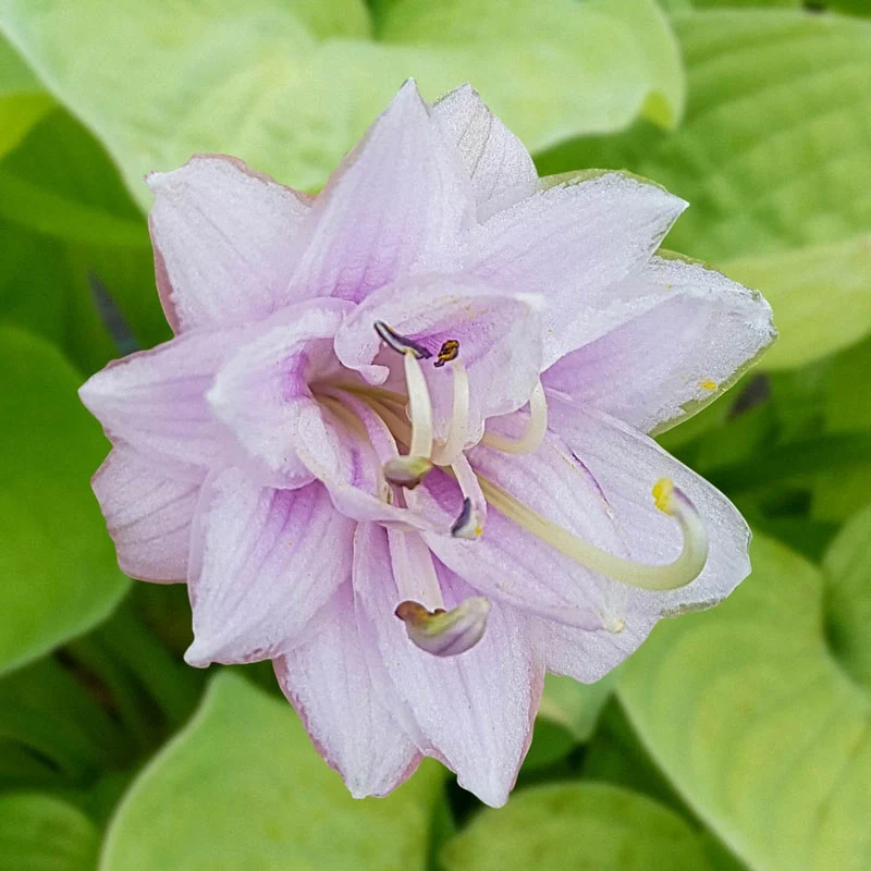 Ki-Ren Jyaku Double Flowering Hosta - Image 2
