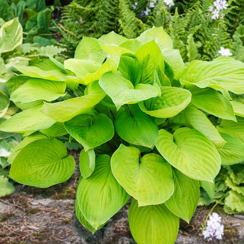 Ki-Ren Jyaku Double Flowering Hosta - Image 3