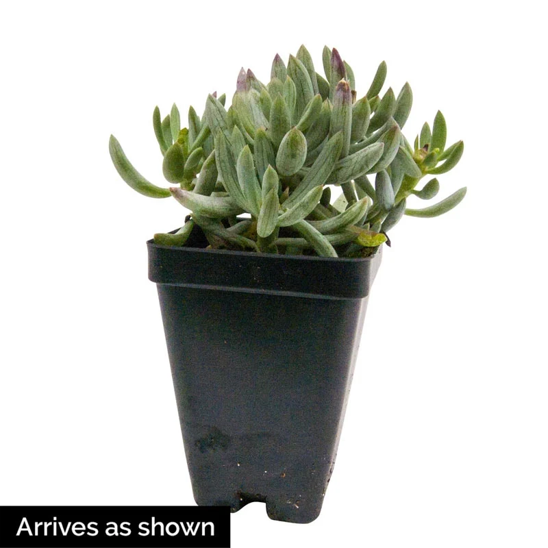 Kilimanjaro Plant - Image 2