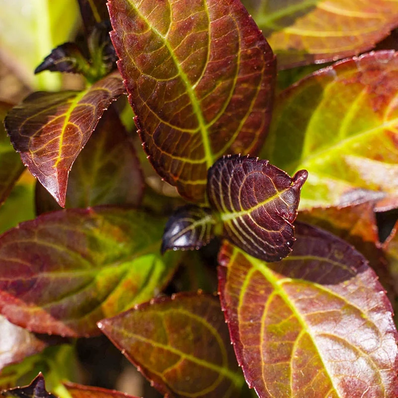 Kimono™ Bigleaf Hydrangea - Image 2