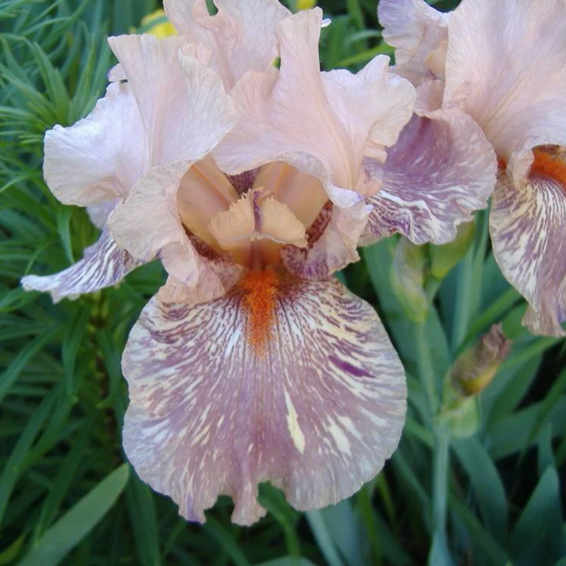King Tush Bearded Iris - Image 2