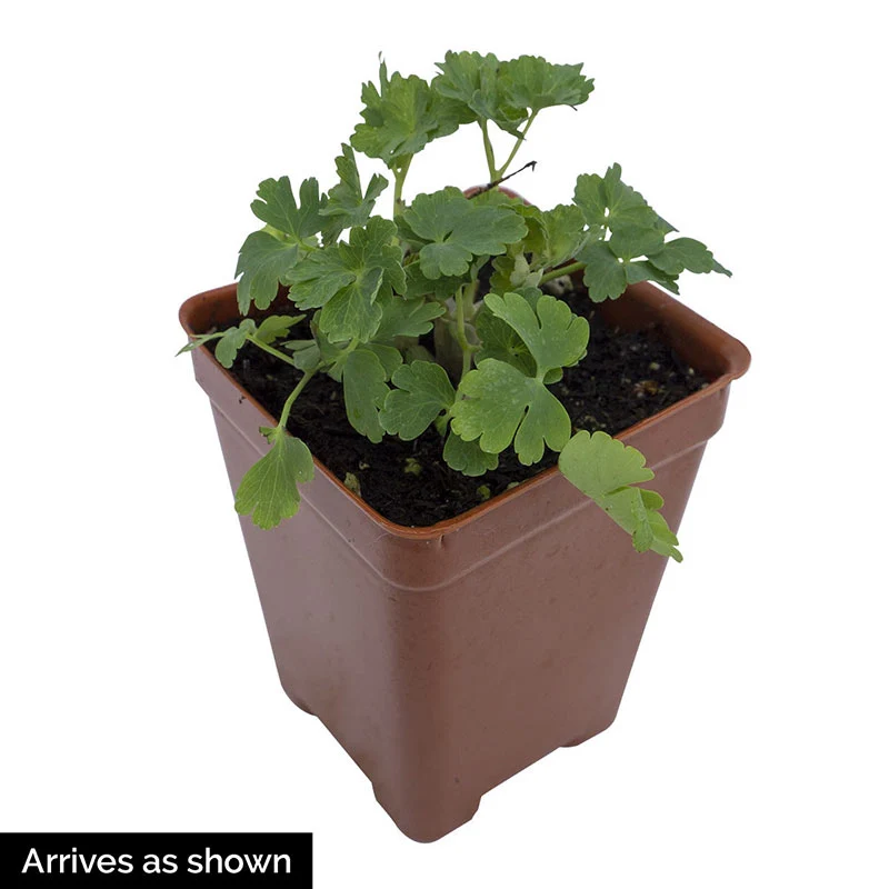 Kirigami™ large-flowered Columbine - Image 2