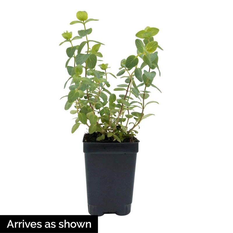Kirigami Oregano - Image 2