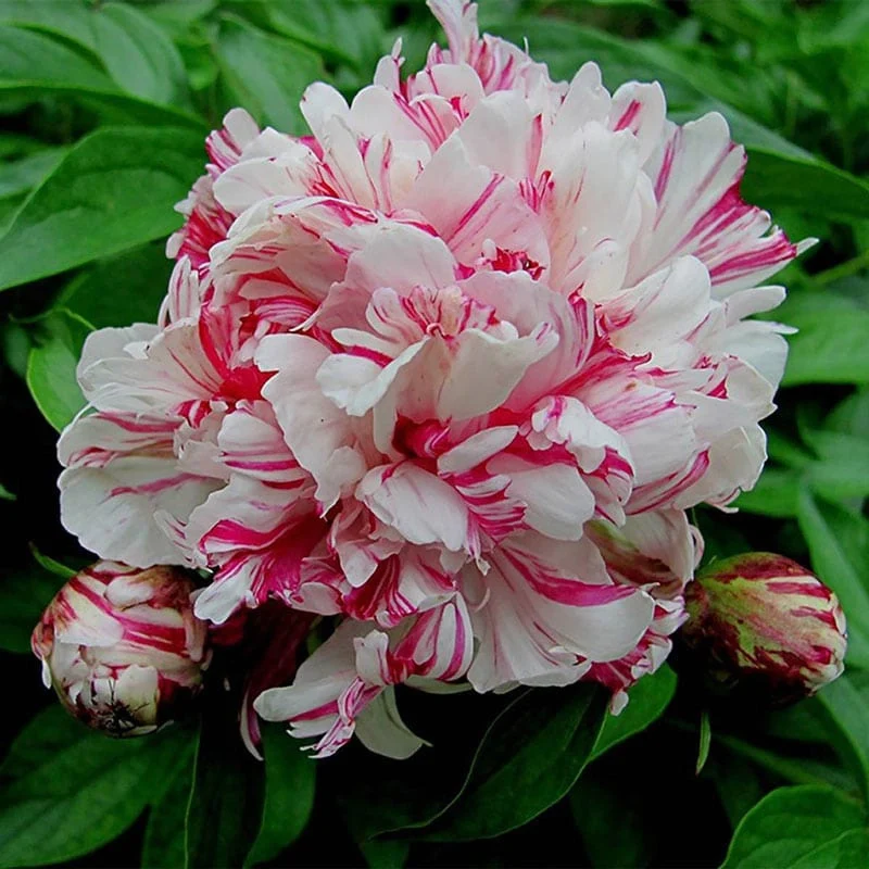 Kirinmaru Peony - Image 2
