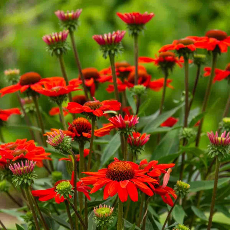 KISMET® Intense Orange Coneflower - Image 2