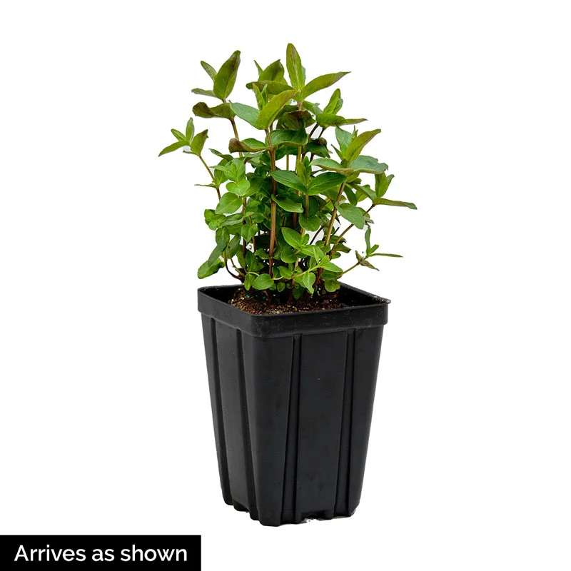 KISMET® Intense Orange Coneflower - Image 3