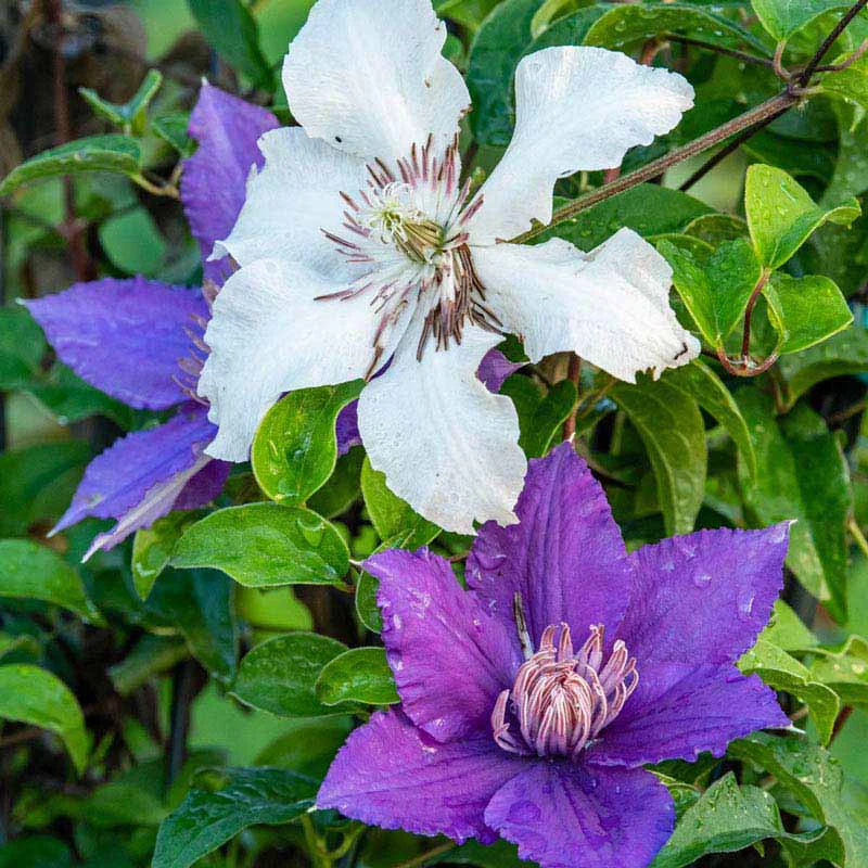 Clematis Kitty™ - Image 2