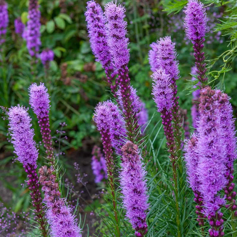 Kobold Liatris
