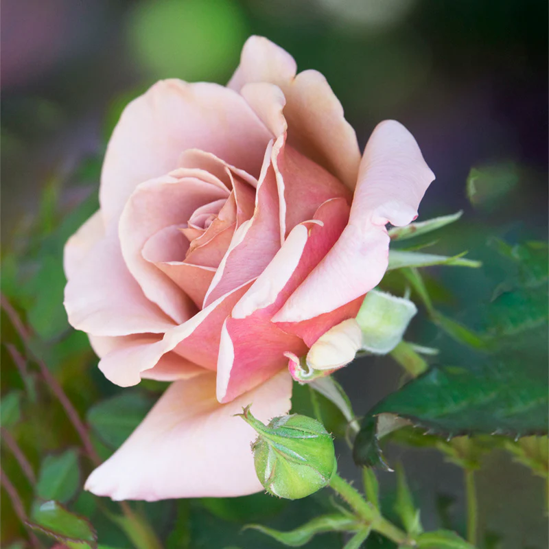 Koko Loko™ Floribunda Rose - Image 10