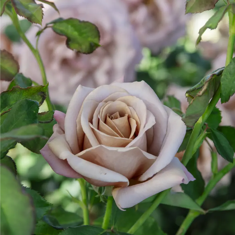 Koko Loko™ Floribunda Rose - Image 11