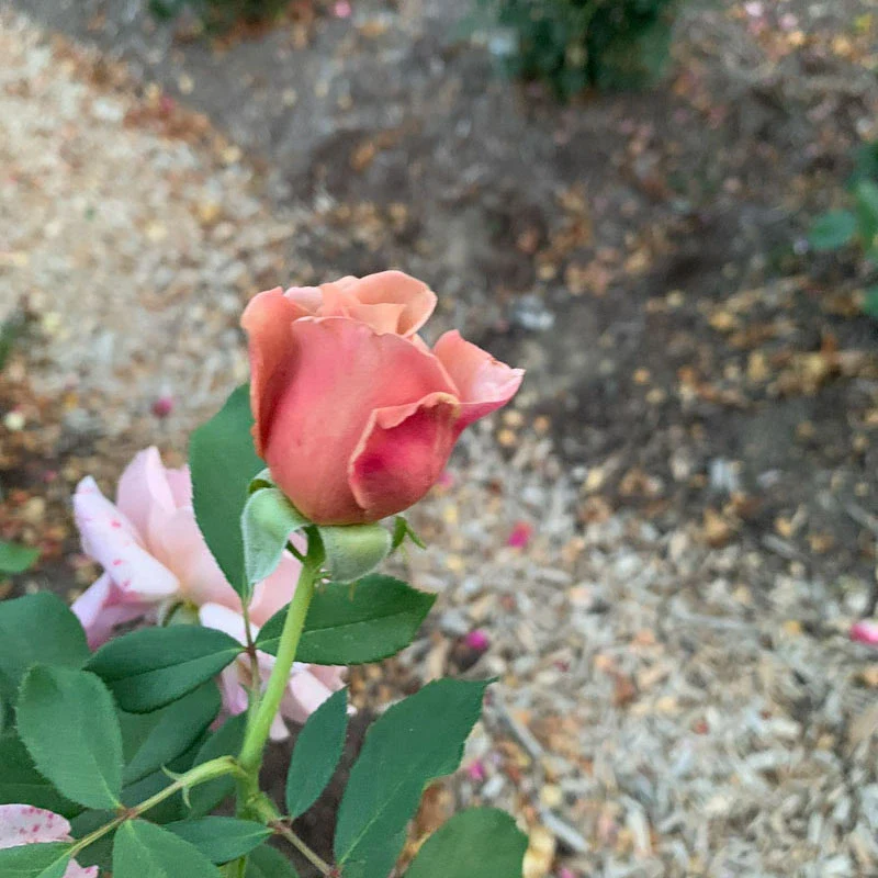 Koko Loko™ Floribunda Rose - Image 12