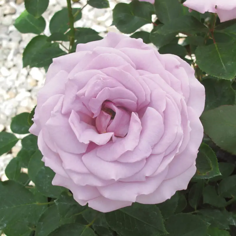 Koko Loko™ Floribunda Rose - Image 13