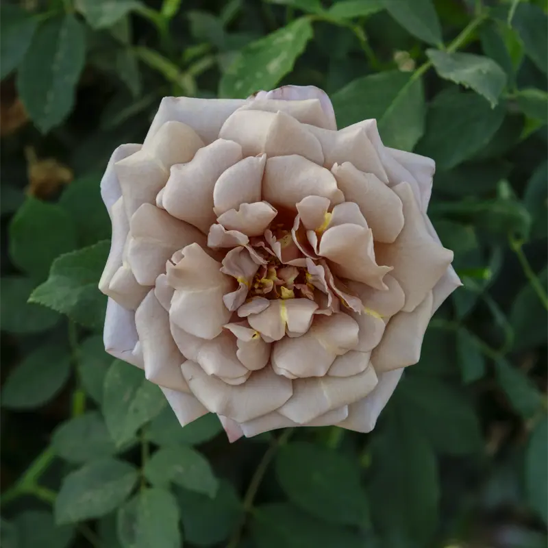 Koko Loko™ Floribunda Rose - Image 2