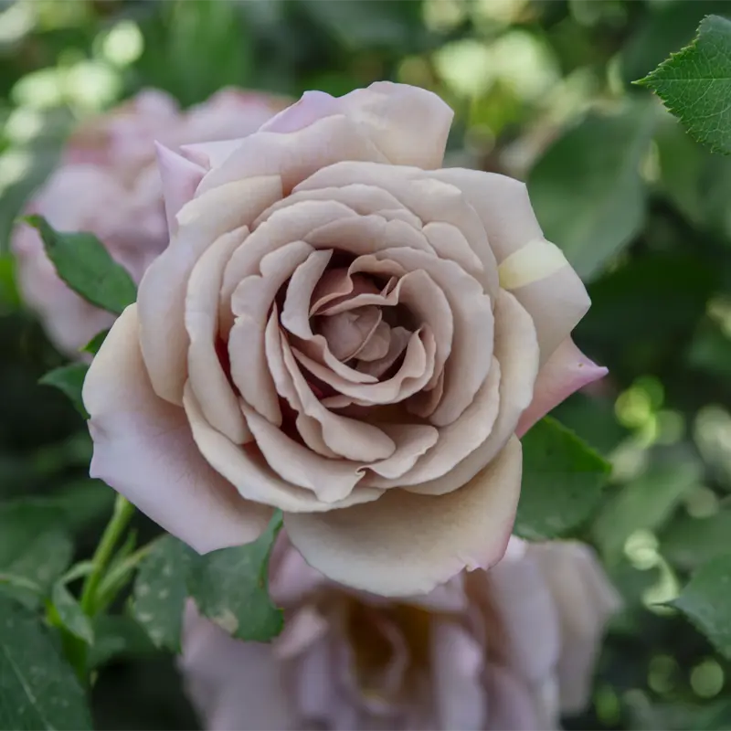 Koko Loko™ Floribunda Rose - Image 3