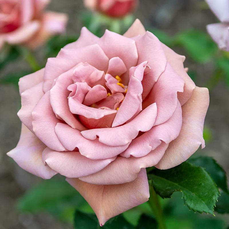 Koko Loko™ Floribunda Rose - Image 4