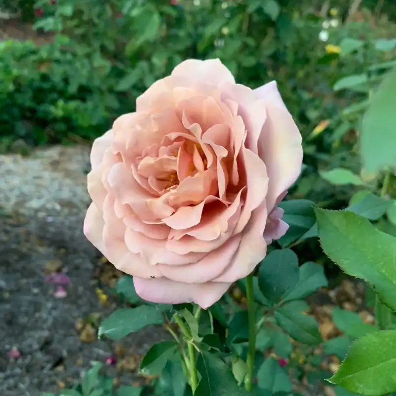 Koko Loko™ Floribunda Rose - Image 5