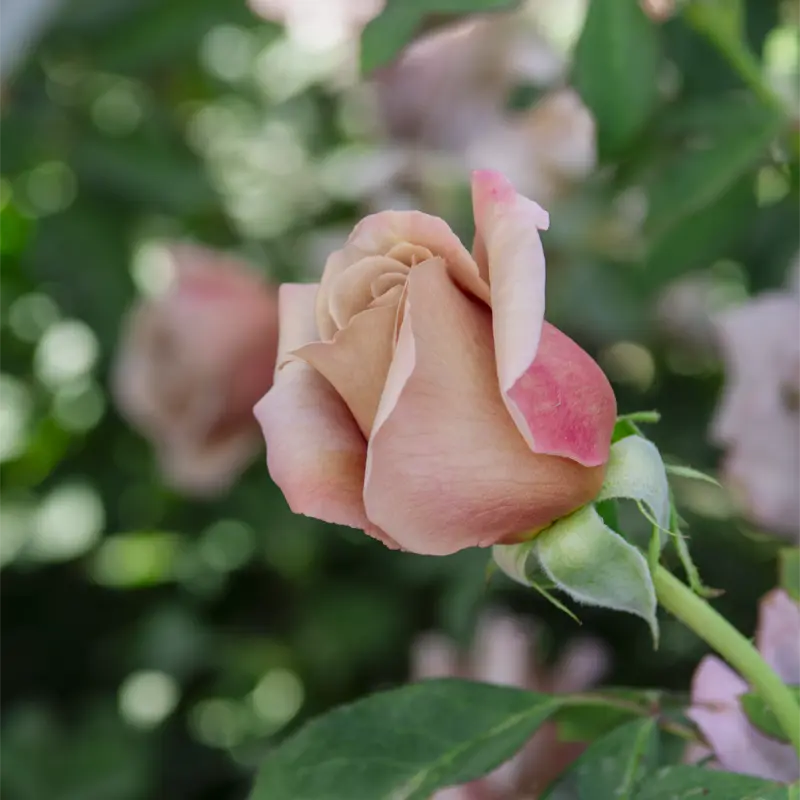 Koko Loko™ Floribunda Rose - Image 7