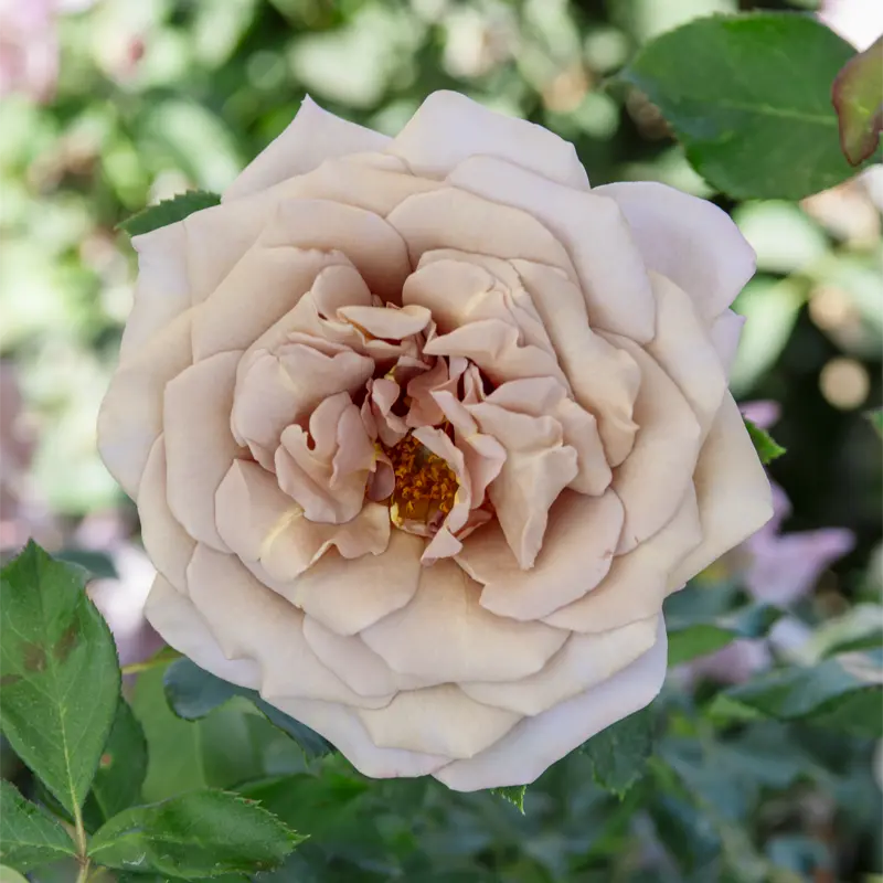 Koko Loko™ Floribunda Rose - Image 8