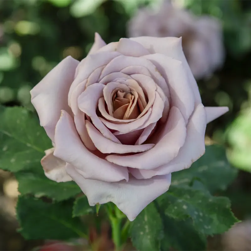 Koko Loko™ Floribunda Rose - Image 9