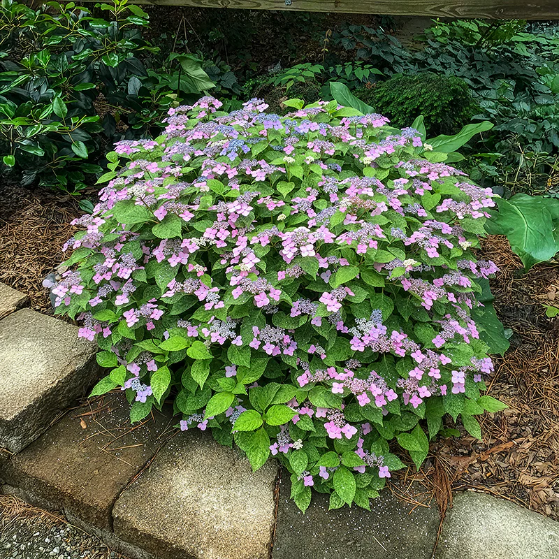 Kokonoe-Yama Hydrangea - Image 2