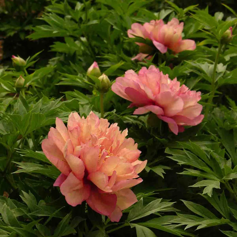 Kopper Kettle Itoh Peony - Image 3