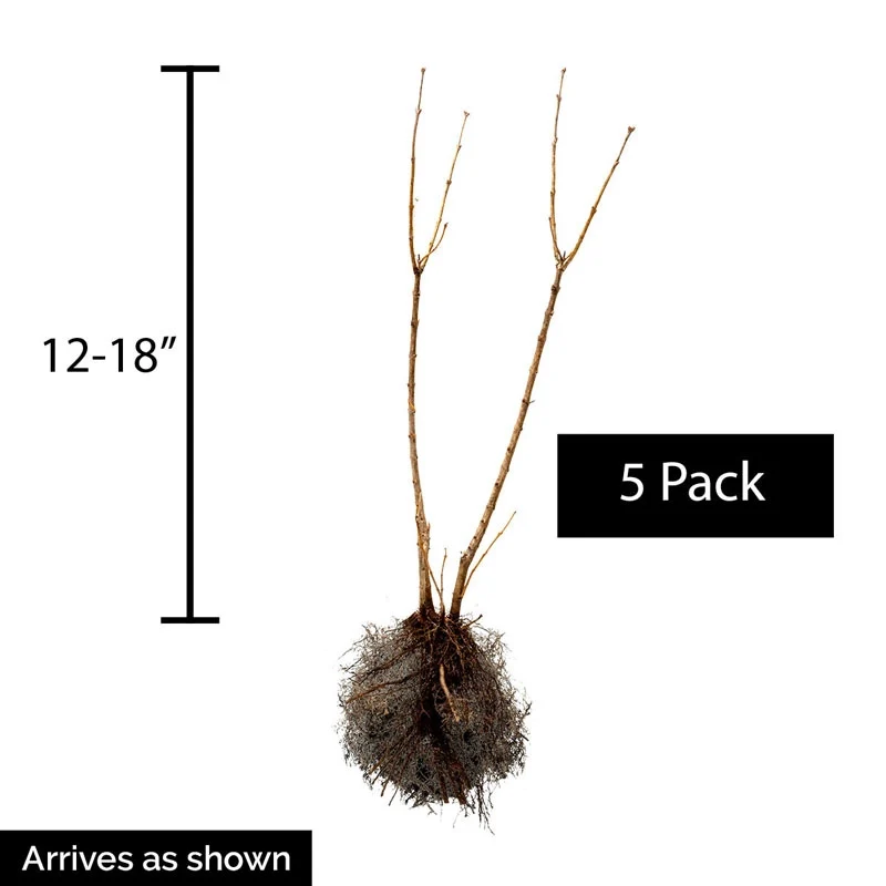 Korean Dwarf Lilac Hedge - Image 2
