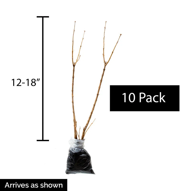 Korean Dwarf Lilac Hedge - Image 3