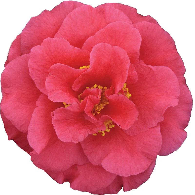 Kramer's Supreme Camellia - Image 2