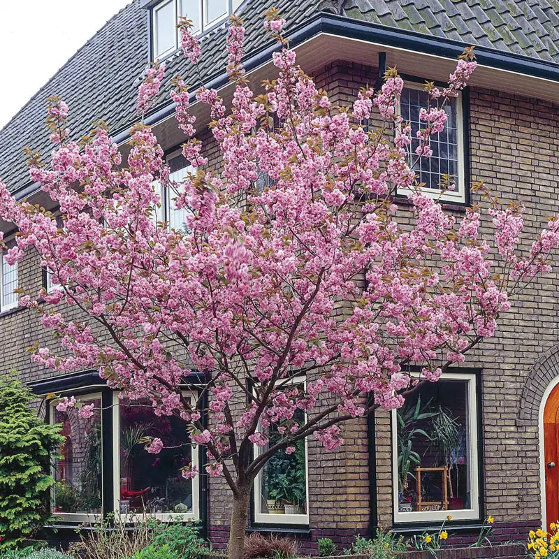 Kwanzan Cherry Tree - Image 2