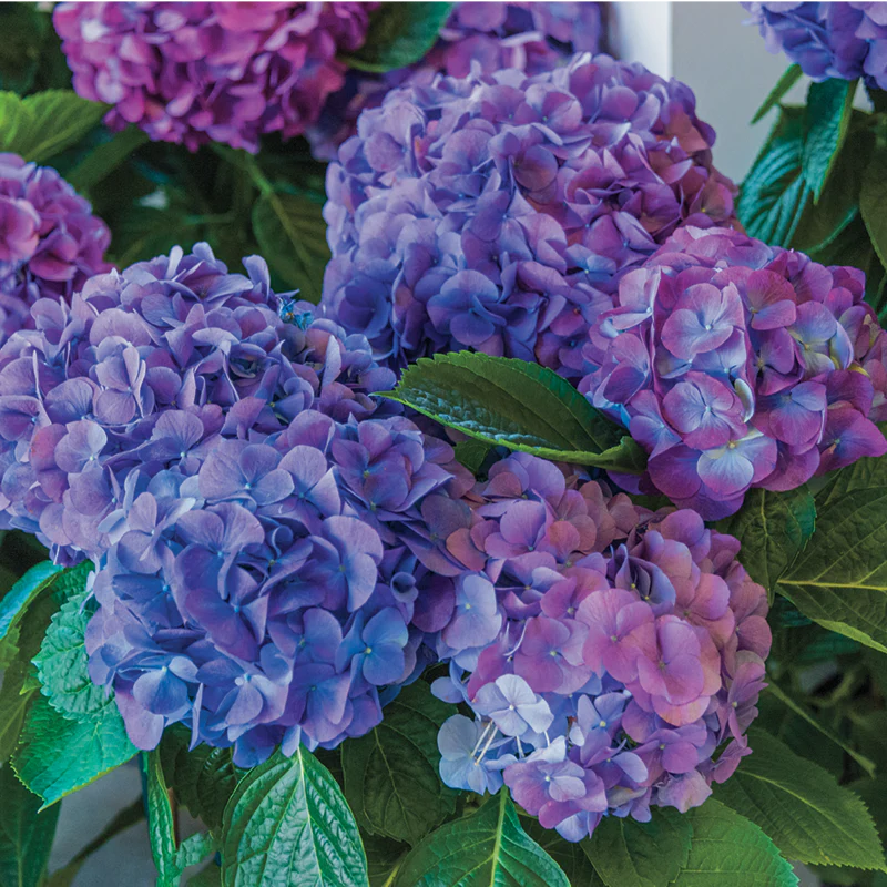 L.A. Dreamin'® Hydrangea - Image 3