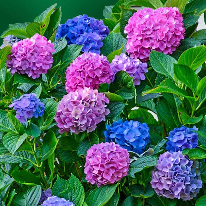 L.A. Dreamin'® Hydrangea - Image 4