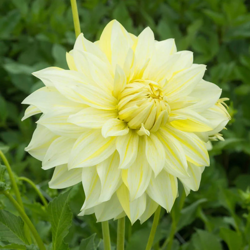 La Luna Dahlia - Image 3