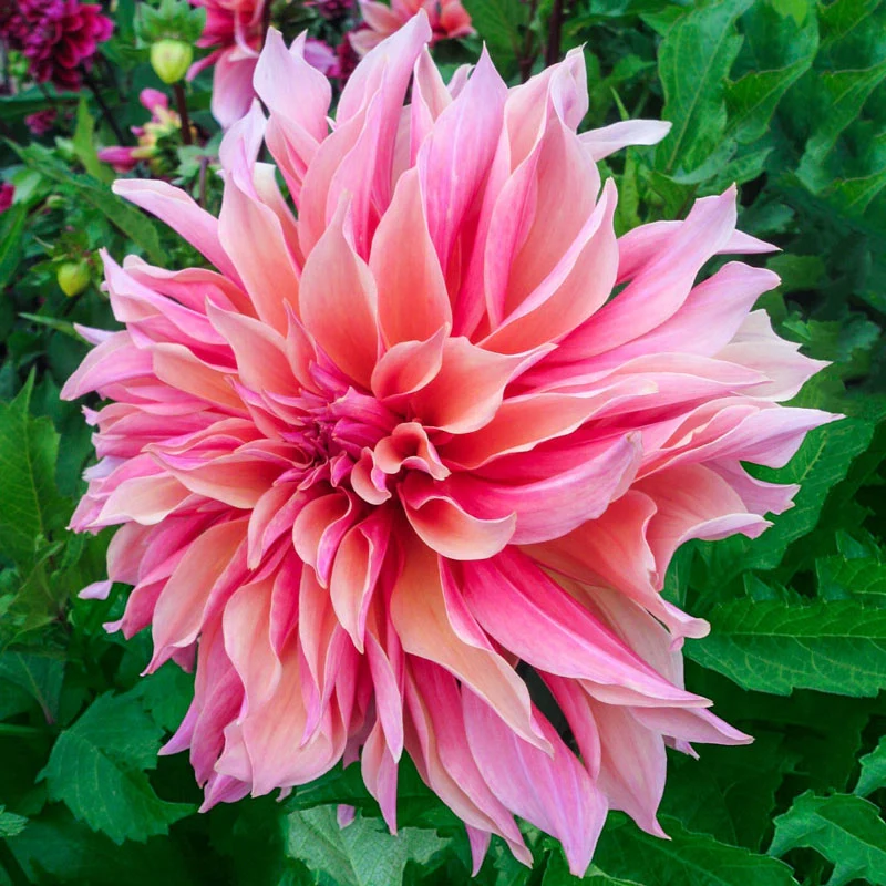 Labyrinth Dahlia - Image 2