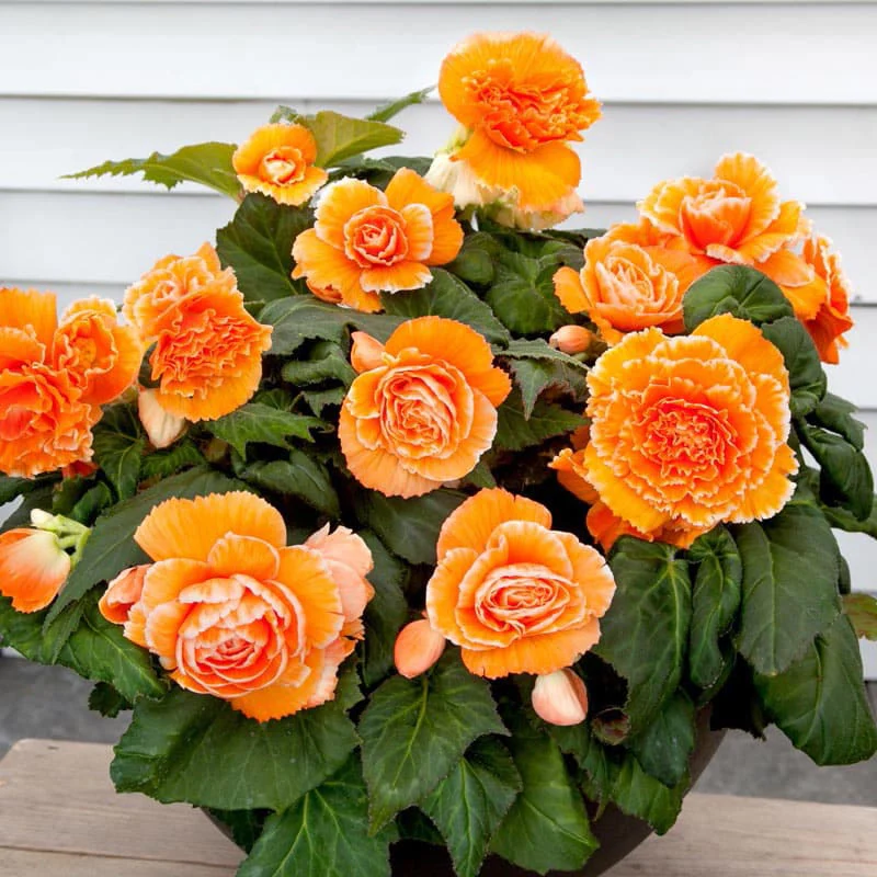 Lace Apricot Begonia - Image 3