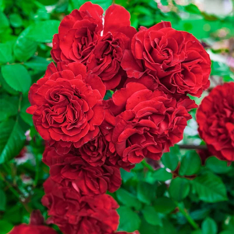 Lady In Red™ Climbing Rose - Image 2